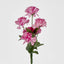Carnation Bush B Asstd Box of 60 - Pack of 60
