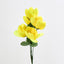 Peony Bush Asstd B Box of 60