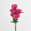 Peony Bush Asstd B Box of 60