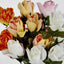 Rosebud Bush Asstd C Box of 60 - Pack of 60