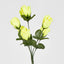 Rosebud Bush Asstd E Box of 60 - Pack of 60