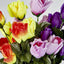 Rosebud Bush Multi Box of 60 - Pack of 60