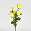 Rosebud Bush Multi Box of 60 - Pack of 60
