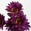 Gerbera Bush Dark Box of 60 - Pack of 60
