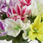 Tiger Lily Bush 4 Colours Box of 60 - Pack of 60