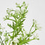 Fine White Filler Spray - Pack of 24