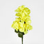Dahlia Bush Asstd Sold in Box Qty Only