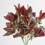 Wandering Jew Bush Purple