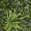 Green 100x100cm Greenery Mat