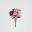 Rose Bush Asstd Box of 60