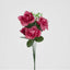 Rose Bush Asstd Box of 60
