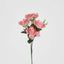 Rose Bush Asstd Box of 60
