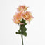 Rose Bush  B Asstd Box of 60