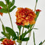 Marigold Spray Orange - Pack of 12