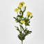 Marigold Spray Yellow - Pack of 24