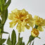 Marigold Spray Yellow - Pack of 24