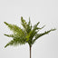 Blechnum Fern Bush