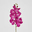 Purple Phalaenopsis Orchid 7 Flowers one Bud