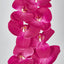 Phalaenopsis Orchid Spray with 7 Flowers Fuchsia
