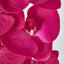 Phalaenopsis Orchid Spray with 7 Flowers Fuchsia