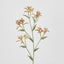 Kangaroo Paw Spray Orange - Pack of 24