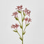 Kangaroo Paw Spray Red - Pack of 24