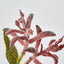 Kangaroo Paw Spray Red - Pack of 24