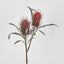 Red Banksia Spray