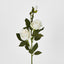 Rose Spray Cream - Pack of 12