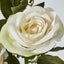 Rose Spray Cream - Pack of 12