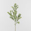 Boxwood Leaf Spray Green