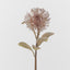 Leucospermum Brown - Pack of 12