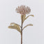 Leucospermum Brown - Pack of 12