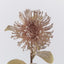 Leucospermum Brown - Pack of 12