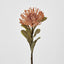 Leucospermum Pink - Pack of 12