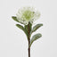 Leucospermum White - Pack of 12