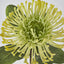 Pincushion Protea Yellow