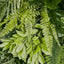 Green Leaf Mixed Table Runner