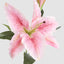 Casablanca 76cm Floral Stem Pink (Set of 12)