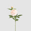 Peony 69cm Floral Stem Blush Pink (Set of 12)