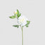 Peony 69cm Floral Stem White (Set of 12)