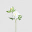 Peony 69cm Floral Stem White (Set of 12)