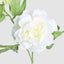 Peony 69cm Floral Stem White (Set of 12)