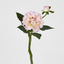 Frilly Pink Dahlia - Pack of 24
