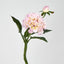 Frilly Pink Dahlia - Pack of 24