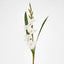 Gladious Spray 84CM White