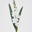 Gladious Spray 84CM White