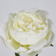 Peony Short Stem White - Pack of 24
