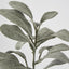 Lambs Ear Short Spray Dark Green