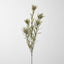 Protea Spray 77cm Cream - Pack of 24